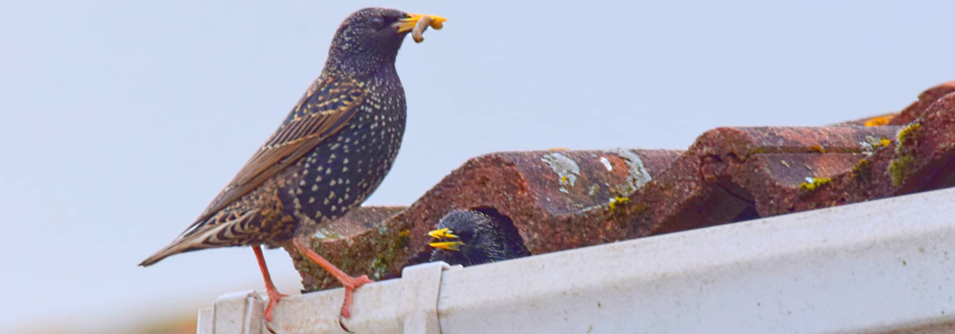 Bird Removal and Extermination in Howell, Brighton, Livingston County