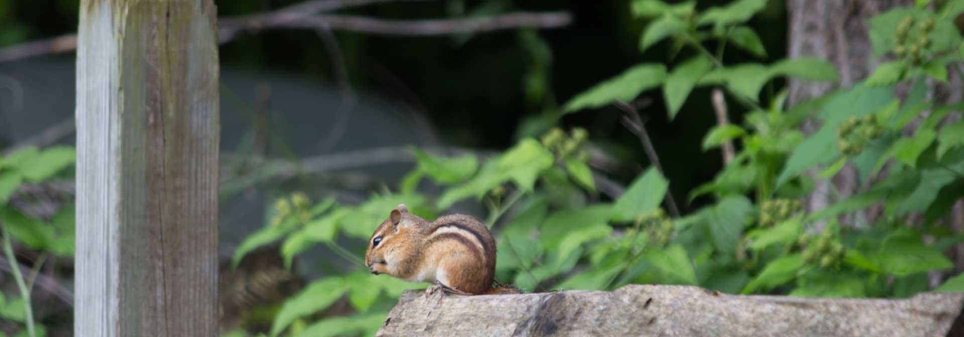 Chipmunk Extermination in Howell, Brighton, Livingston County, Ann