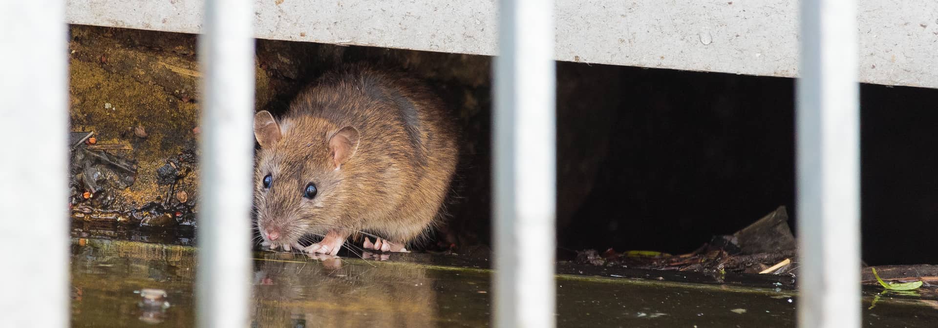 Mouse Extermination in Howell, Brighton, Livingston County, Ann Arbor ...